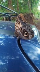 Caligo telamonius memnon