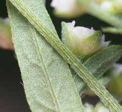Parthenium hysterophorus