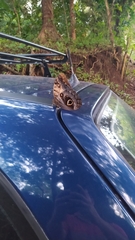 Caligo telamonius memnon