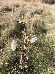 Asclepias syriaca