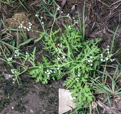 Parthenium hysterophorus