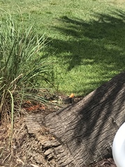 Agama picticauda image