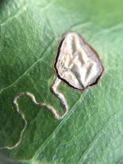 Stigmella braunella