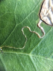 Stigmella braunella