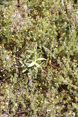 Leucadendron laureolum