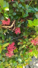 Heraclides thoas autocles