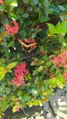 Heraclides thoas autocles