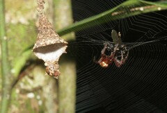 Spilasma duodecimguttata