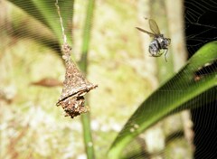 Spilasma duodecimguttata