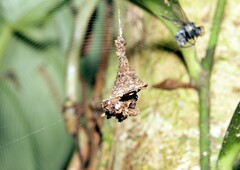 Spilasma duodecimguttata