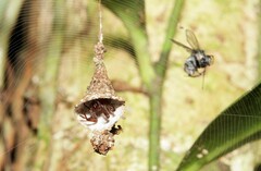 Spilasma duodecimguttata
