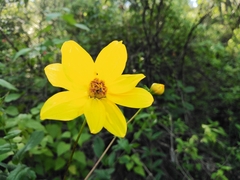Bidens triplinervia