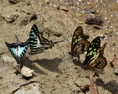 Graphium evombar