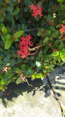 Heraclides thoas autocles