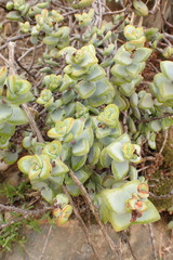 Crassula perforata