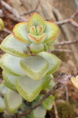 Crassula perforata