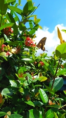 Heraclides thoas autocles