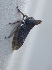 Microcentrus perditus