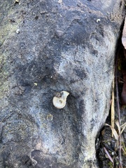 Planorbella campanulata