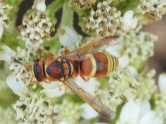 Euodynerus pratensis