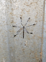 Bittacomorpha clavipes