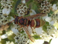 Euodynerus pratensis