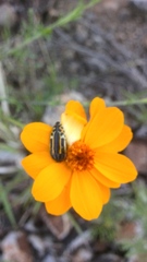 Acmaeodera scalaris