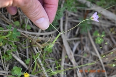Geranium bicknellii