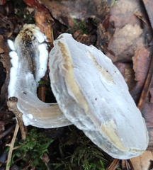 Hypomyces microspermus