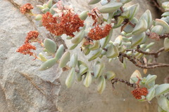 Crassula rupestris