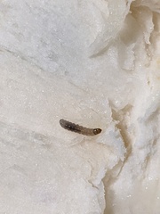 Pterygota