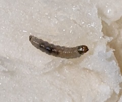 Pterygota