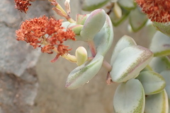 Crassula rupestris
