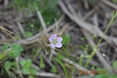Geranium bicknellii