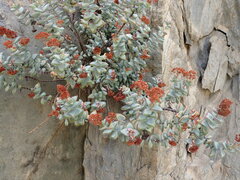 Crassula rupestris
