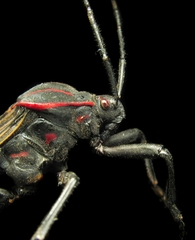 Pachylis pharaonis