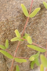 Aizoaceae