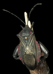 Pachylis pharaonis