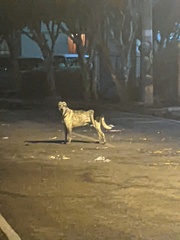 Canis familiaris