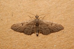 Eupithecia oxycedrata