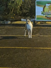 Canis familiaris