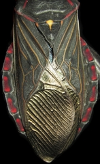 Pachylis pharaonis