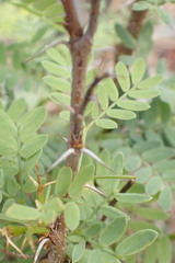 Prosopis pubescens