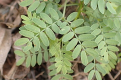 Prosopis pubescens