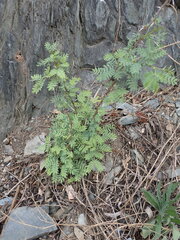 Prosopis pubescens