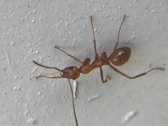 Formica pallidefulva