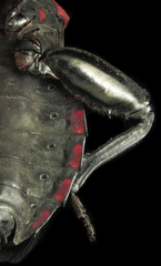 Pachylis pharaonis