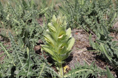 Hairy Bear’s Breech (Acanthus hirsutus)