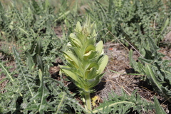 Acanthus hirsutus