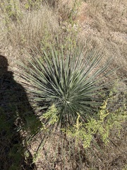 Yucca